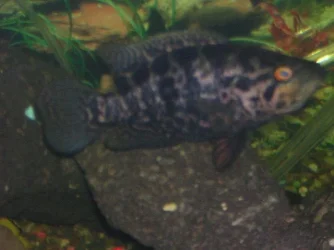 DSCN1132.webp