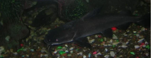Salmoncat.webp