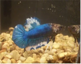 new_blue.webp