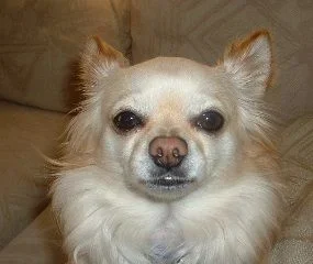 Joey2.webp