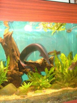 fire_eel1.JPG