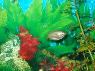 Female_Dwarf_Gourami_2.webp