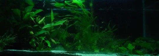 tank2_resize.webp