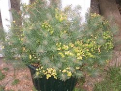 Moms_poisonous_plants_004.jpg