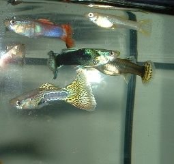 Lots_of_Guppies2.JPG