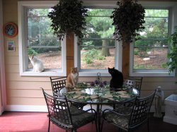 catsoutside.jpg