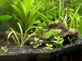 2004_06_27_New_Tank_E.jpg