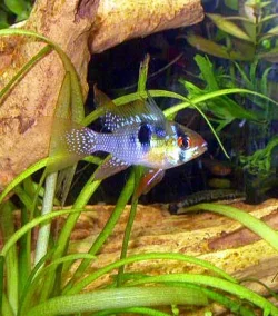 Blue_Ram_c.webp