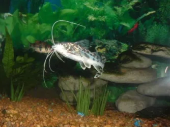fishy3_084.webp