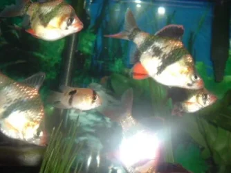 fishy2_277.webp