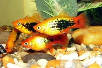 fish_006.webp