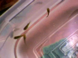 Picture_129.webp