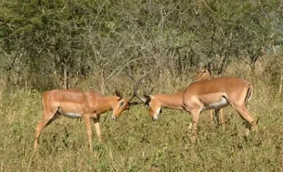 2004_SouthAfrica_umfolozi_170.webp