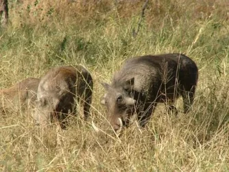 2004_SouthAfrica_umfolozi_162.webp