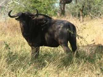 2004_SouthAfrica_umfolozi_155.webp
