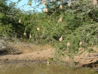 2004_SouthAfrica_umfolozi_127.webp