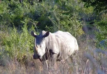 2004_SouthAfrica_umfolozi_209.webp