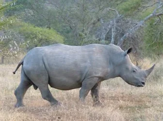 2004_SouthAfrica_umfolozi_228.webp