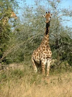 2004_SouthAfrica_umfolozi_196.webp