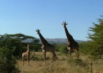 2004_SouthAfrica_umfolozi_186.webp