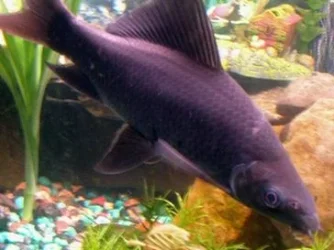 BlkShark.webp