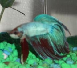 Betta1.JPG