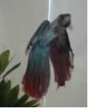 Betta2.JPG