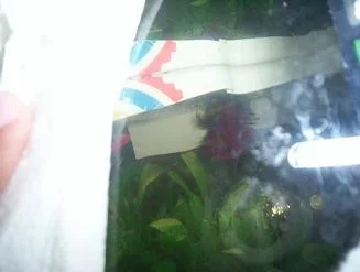 100_2351.webp