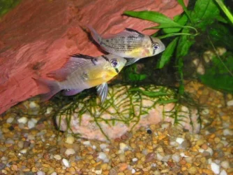 Andwer__s_fish_1_014.webp