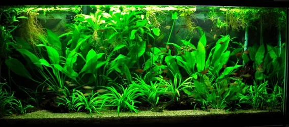 115g Oct 17-13.webp