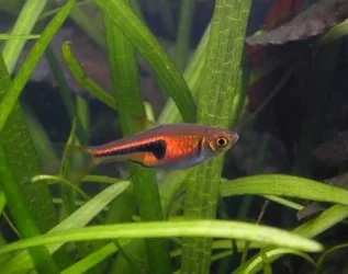 Trigonostigma espei1.webp