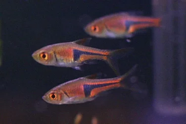 Trigonostigma espei3.webp