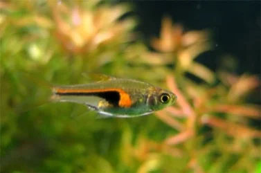 Trigonostigma hengeli2.webp