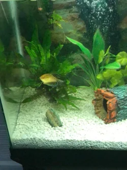 Gourami 2.webp