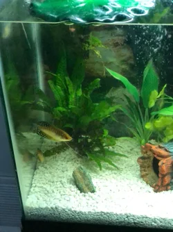 Gourami 3.webp