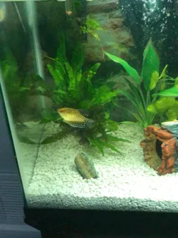 Gourami 4.webp
