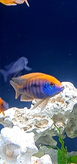 Screenshot_20210822-185323_Gallery.webp