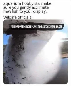 Fish.webp