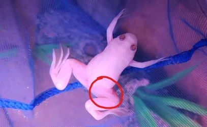 InkedRed spot 1.webp