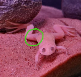 InkedRed spot 2.webp