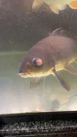 koi pop eye 3.webp
