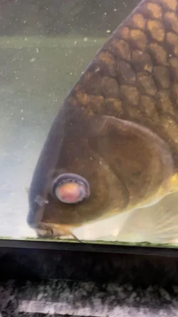 koi pop eye 2.webp