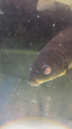 koi pop eye 1.webp