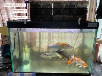 fish tank.webp