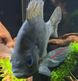 bluegill_first_arrived.webp