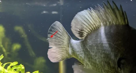 Bluegill.webp