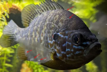 Pumpkinseed.webp