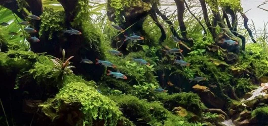 small_fish_43.webp