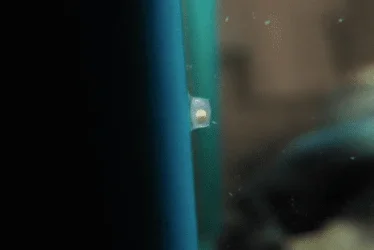 Assassin Snail Egg.webp Assassin Snail Egg.webp
