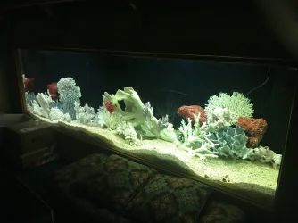 FISHTANK.webp